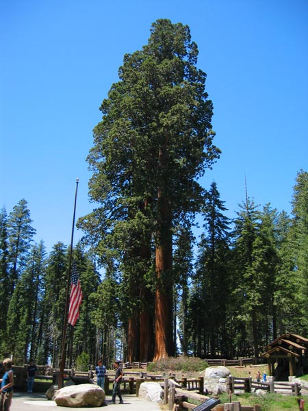 Sequoia National Park (California, USA)