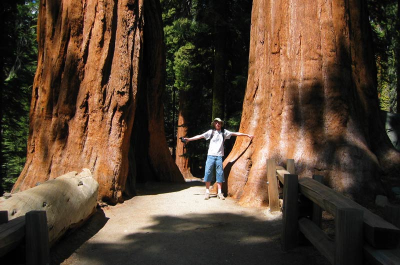 Středně velké sekvoje & já jako měřítko (California, USA) / Mid-size sequoias & me as a scale (California, USA)